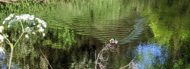 MVIMG_20200506_080410